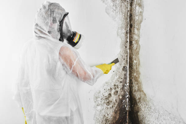 Best Commercial Mold Inspection  in Eddington, PA